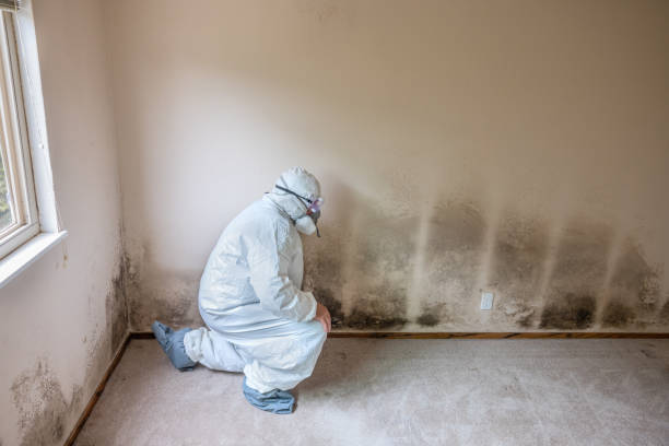 Reliable Hinton, OK Mold Removal Solutions